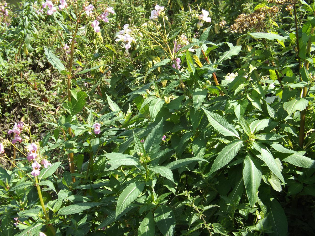 IVMLtd's tweet photo. #HimalayanBalsam Identification Photos - Visit the Knowledge Hub on our website https://t.co/FHhuyHlZy8 for more details &amp; treatment options

#InvasiveWeeds #InvasiveVegetation #InvasiveWeedTreatment #InvasiveWeedControl https://t.co/wGoauBsnUE