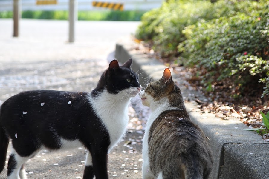 モヤ（30%） tweet media