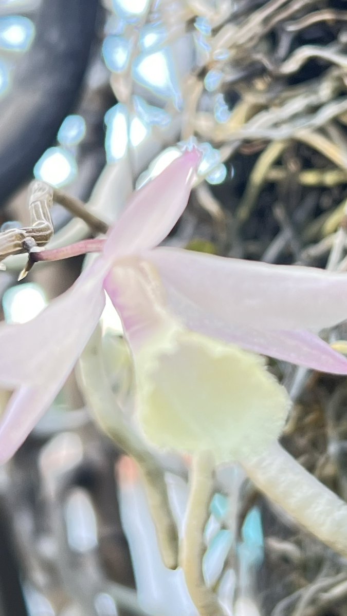 Dendrobium aphyllum. Tegucigalpa, Honduras 🇭🇳