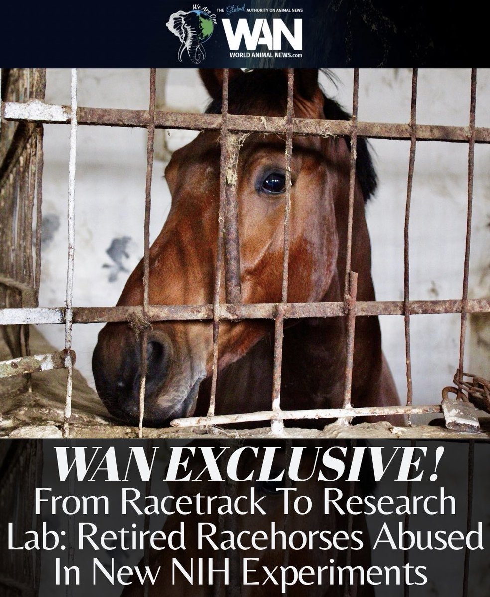 🚨WAN Exclusive! From Racetrack To Research Lab: Retired Racehorses Abused In New NIH Experiments ❤️‍🩹🐎

📢 ACT NOW &amp; READ MORE: 🌍👉 worldanimalnews.com/2026/04/07/wan…