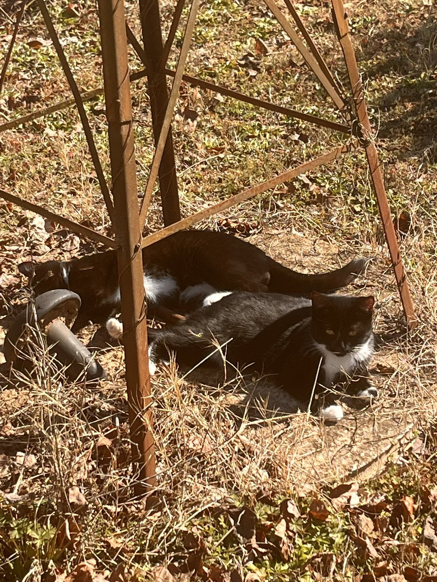 NickyNiamber's tweet photo. My babies getting so big 🥰 https://t.co/QjiLRrEPoW