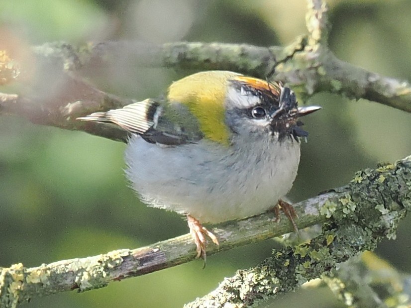 Nighthawk013's tweet photo. 2 Firecrests and a mobile male Ring Ouzel at Donna Nook today. I'm presuming they are pollen horns around the Firecrest's beak - evidence it was foraging in southern climes not long ago. Also Yellow Wagtail over, 2 Wheatears and 2 Willow Warblers https://t.co/aJbxgUb4nx