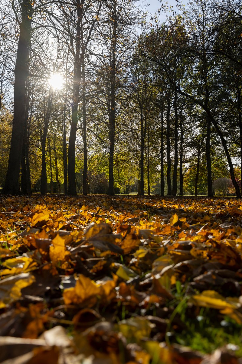 AlanTGood's tweet photo. Autumn breeze + golden leaves = perfect walk weather https://t.co/mw9Vwo6nrb