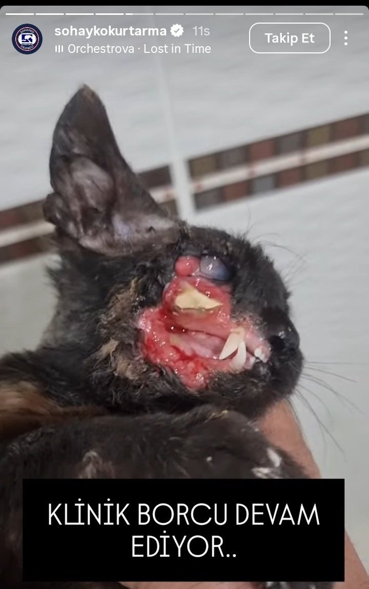 Koçovalı tweet media