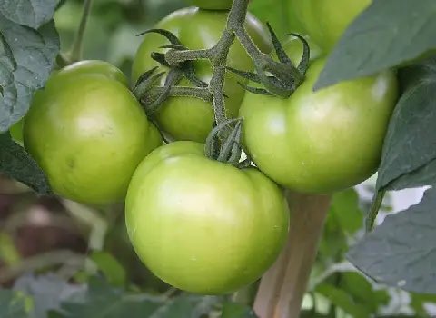 شَمسی مادام tweet media