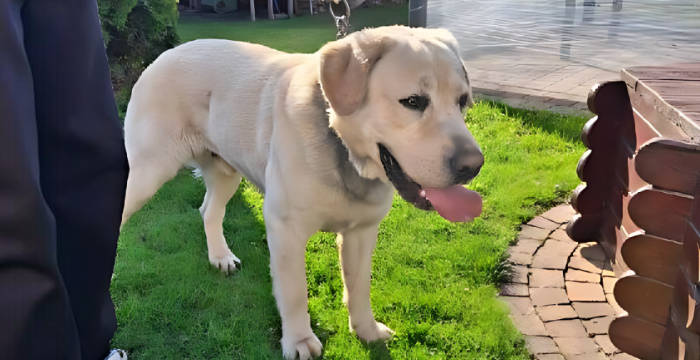 adopcje labradorów tweet media