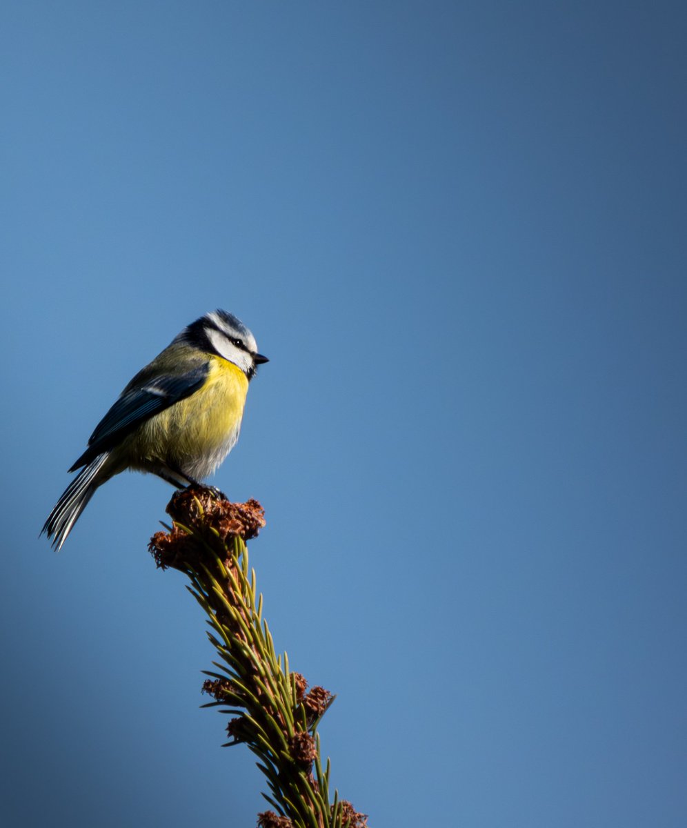 TehaCynek's tweet photo. Two pictures, same place, one taken in March 2025, the other in April 2026... do you think it's the same individual?
#wildlifephotography #photo #nature #wildlife #photography #nikon #p1000 #birds #birdphotography #zoom #nationalgeographic #naturephotography #camera https://t.co/ED0DVfNb6v