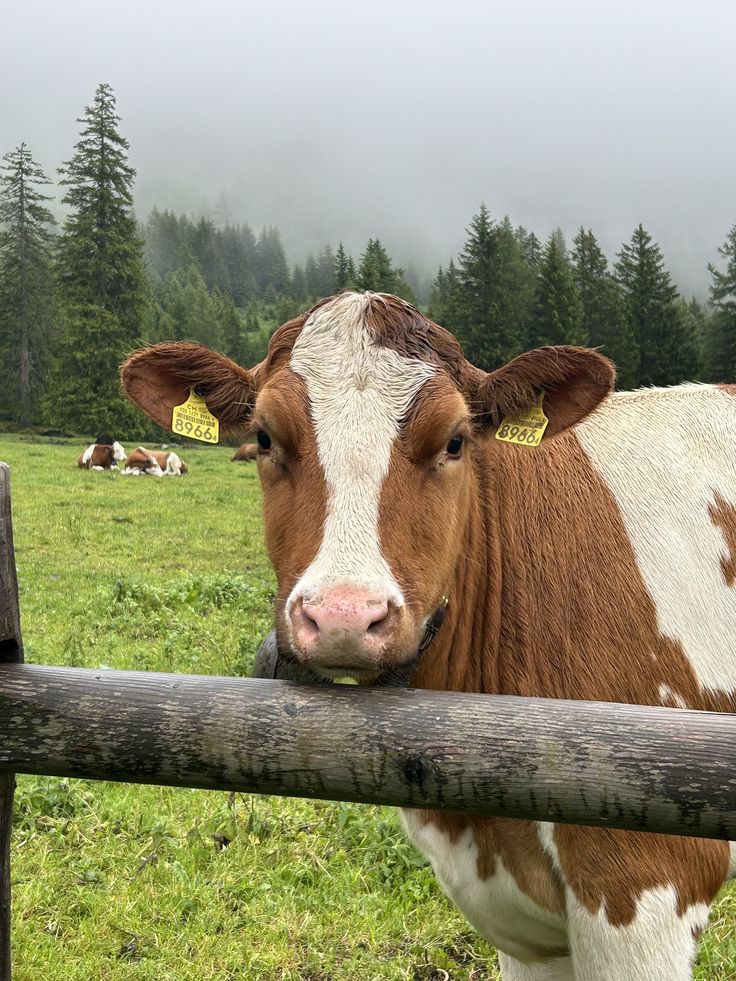 ★ | The best sight in all of the mountains