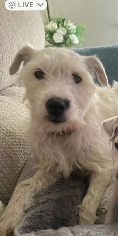 chris towers tweet media