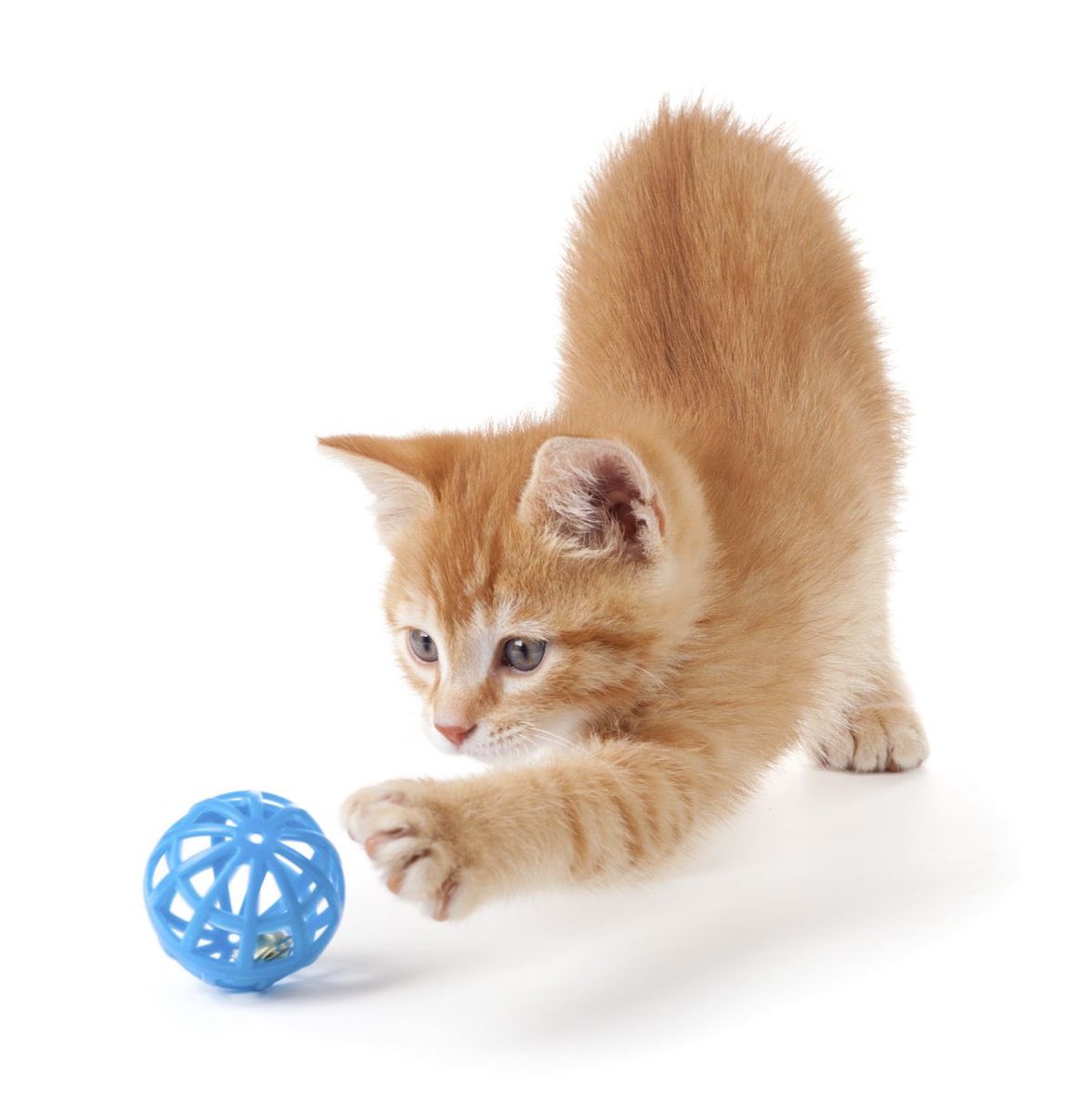 🐈‍⬛ tweet media