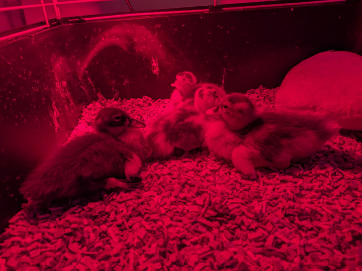 Roy Grinwis tweet media