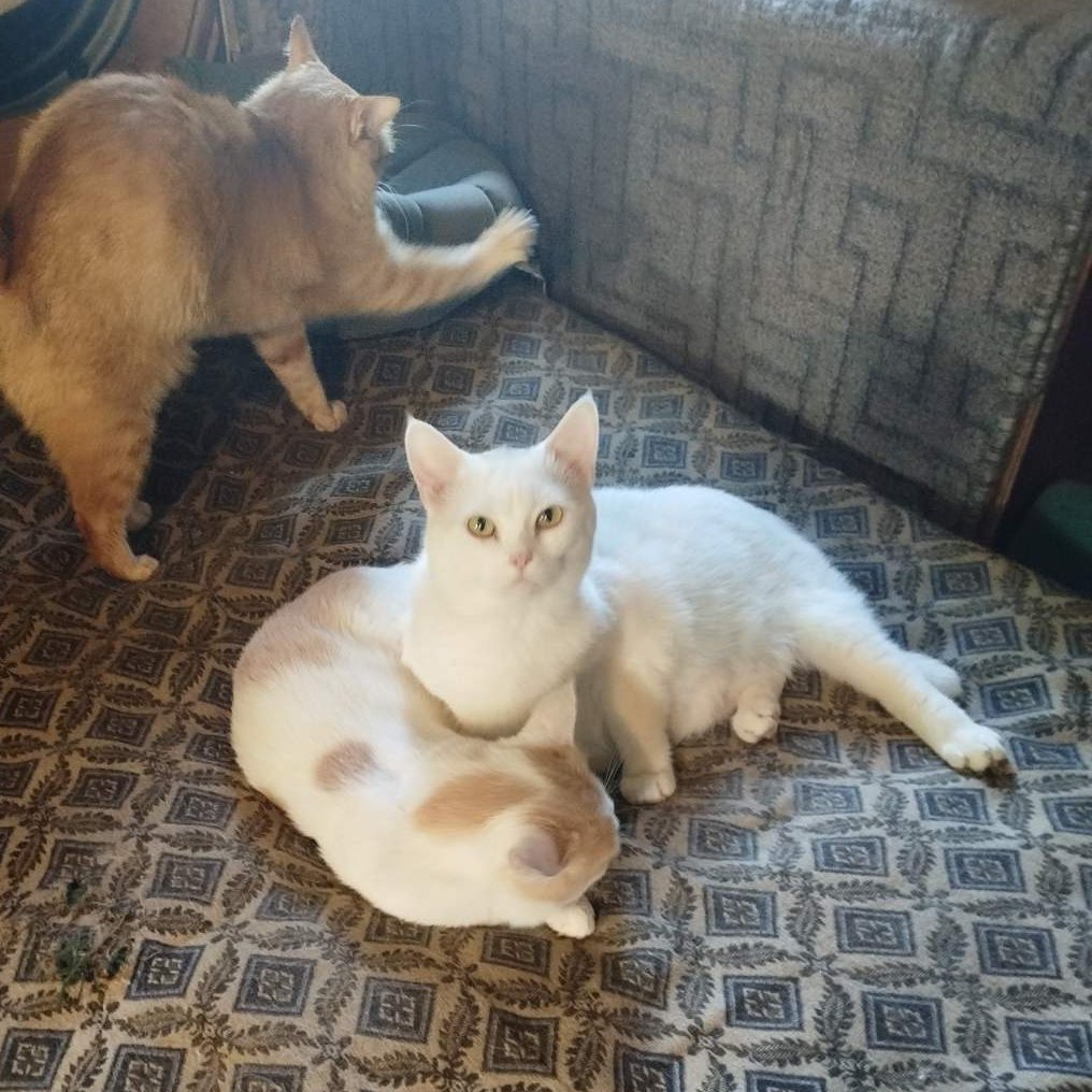 Кот Шурик из Беловежской пущи и его большая семья tweet media