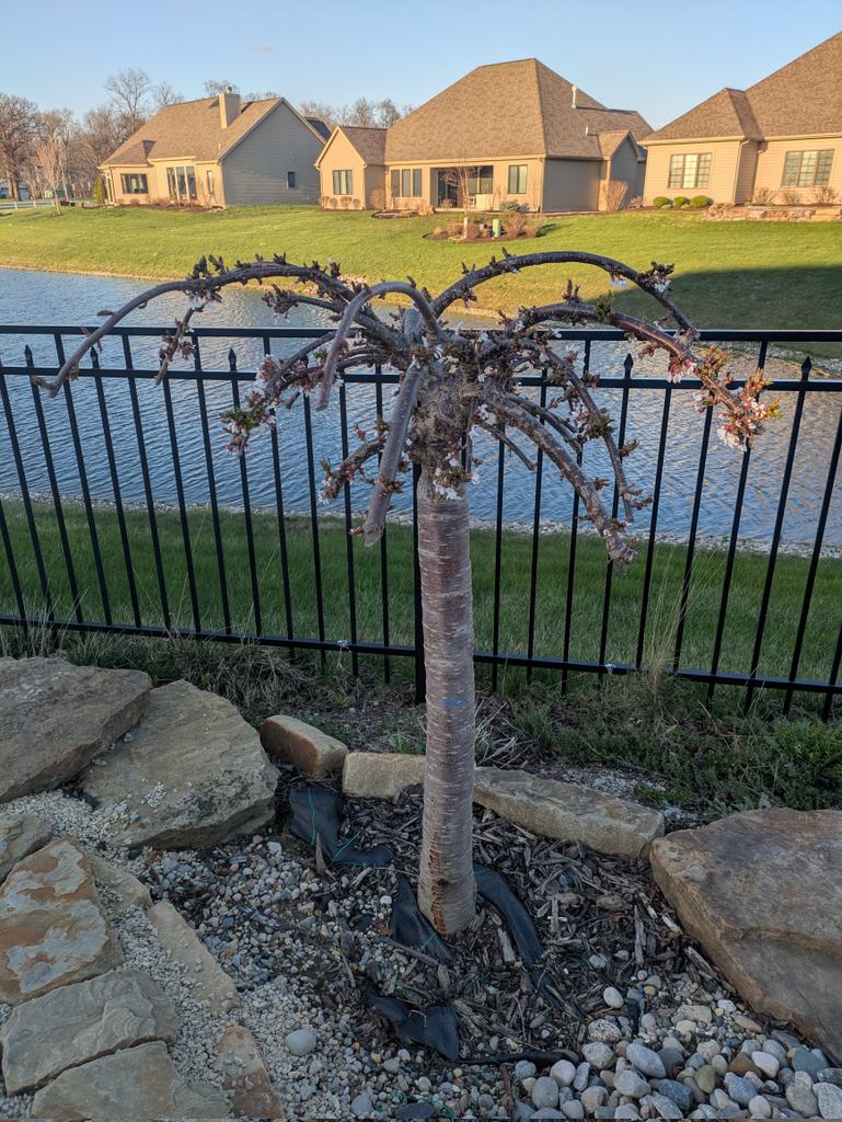 Stephanos 🇨🇦 tweet media