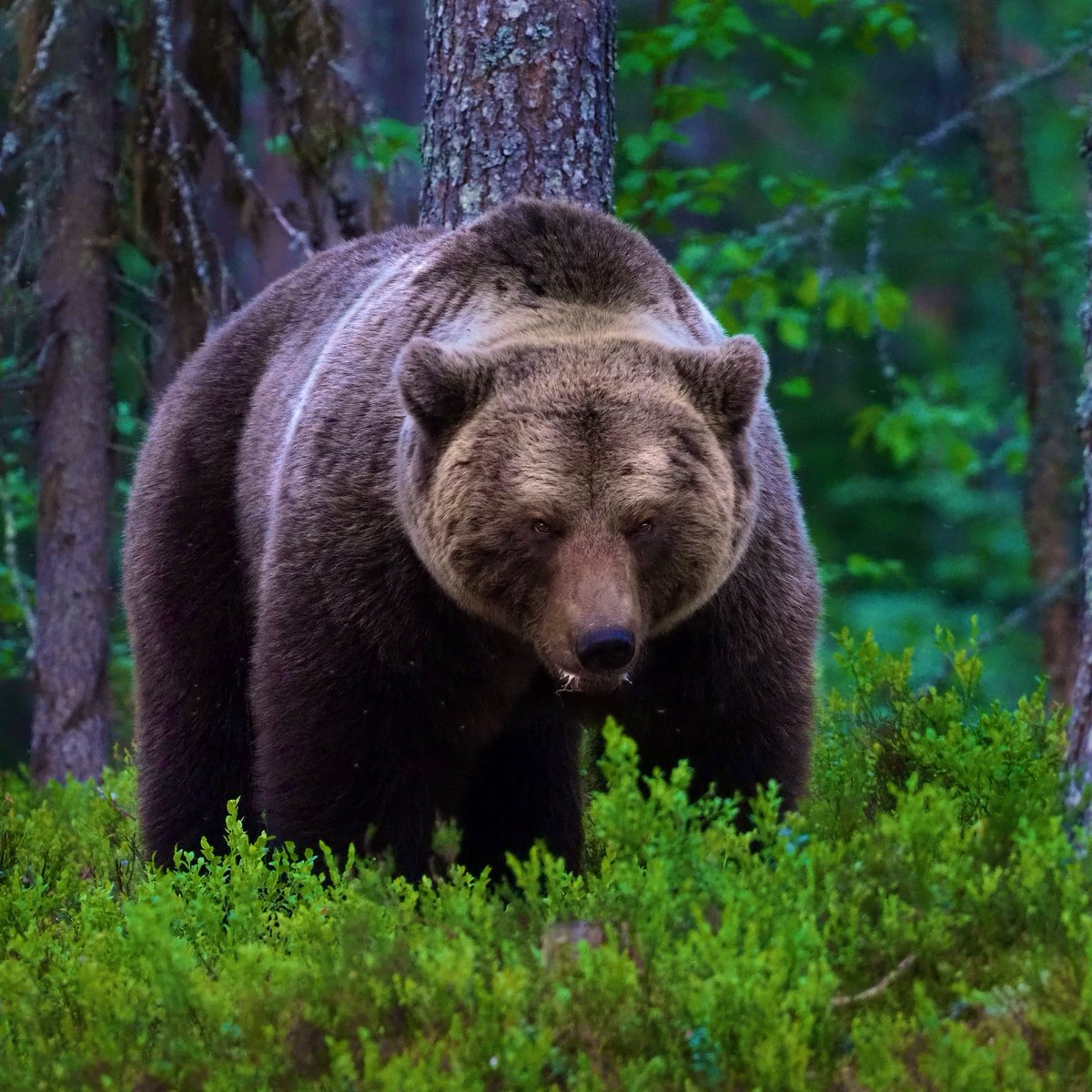 Gusholder Haber Bülteni tweet media