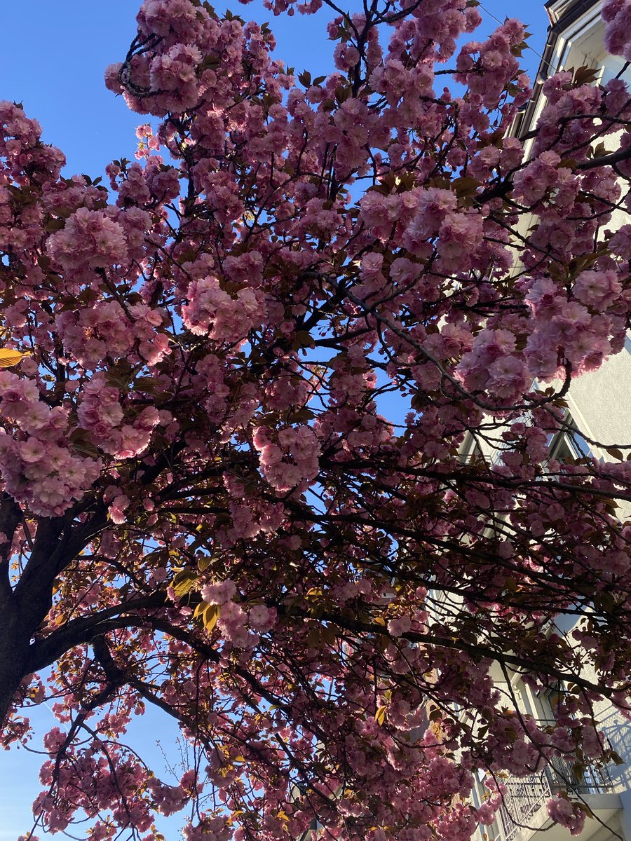 Dr. PJ 🐈 tweet media