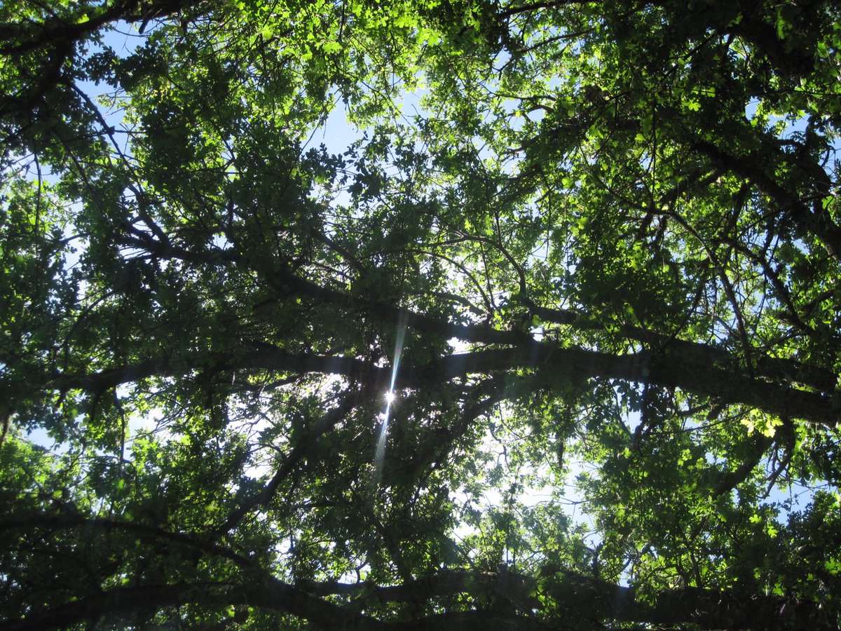 Meeno wave tweet media