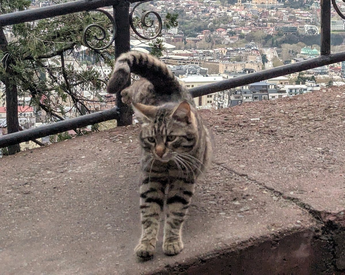 Things I see tweet media