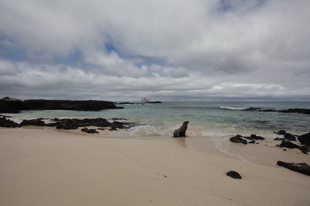 j saggio tweet media