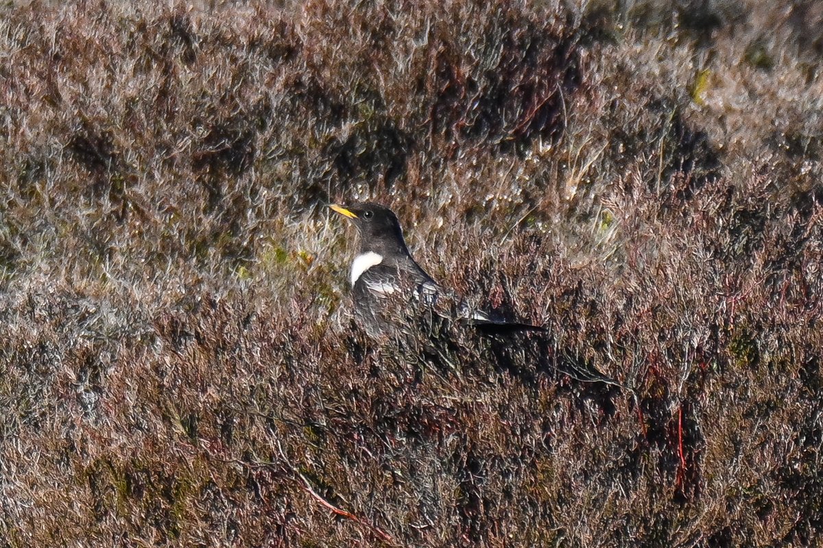 Frank Sengpiel 👨🏼‍🔬🧠🌵🦋🦉🦊🌺 tweet media