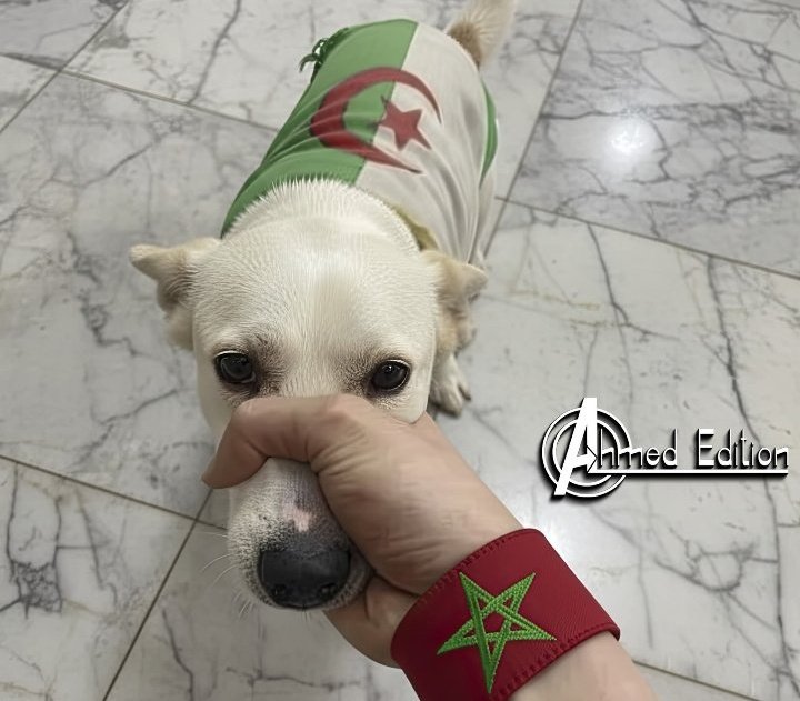 ❂❂ⵣ🇲🇦 المنصور الذهبي 🇲🇦ⵣ❂❂ tweet media