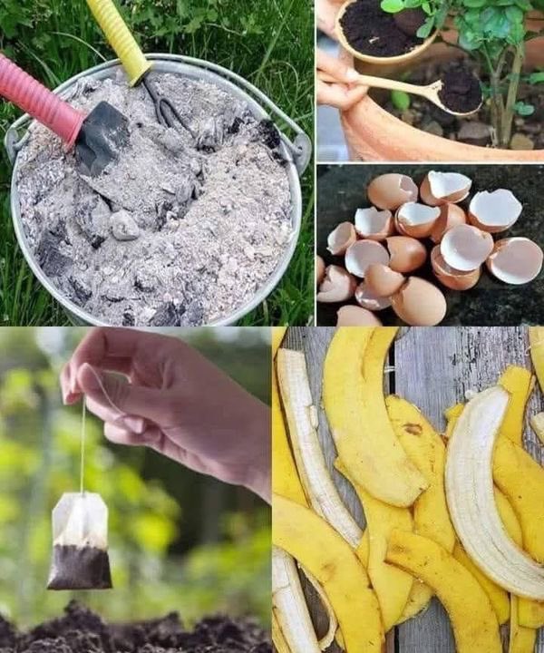 DieudoneHA's tweet image. 12 homemade fertilizers for plants that you can easily find at home

1. Banana Peels Rich in potassium, bury directly in the soil or soak to make a natural liquid fertilizer.

2. Used coffee beans Perfect for plants that love acidic soils such as roses or blueberries.

3.
