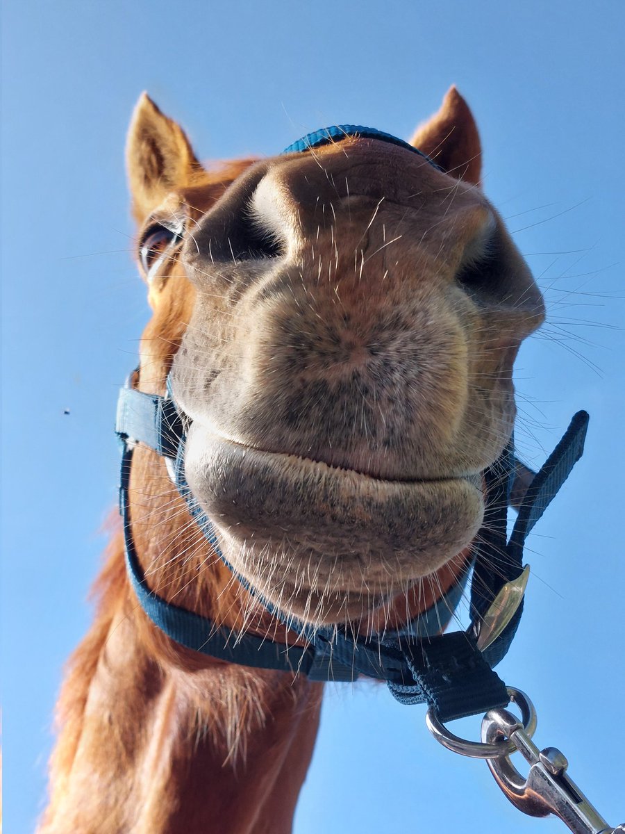 Vicky🐴✨️ tweet media