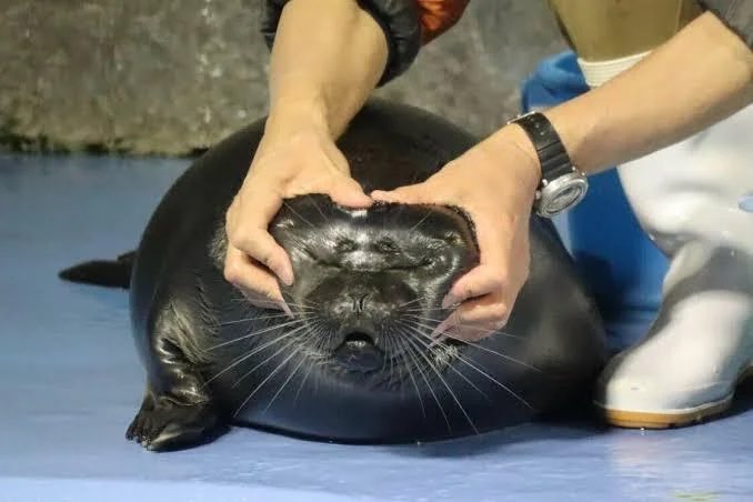 Herbuurna 🦭🇵🇷 tweet media