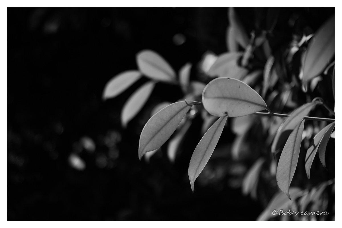 よボブ tweet media