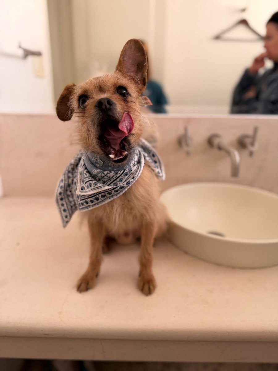 Me llamo Tambor y tengo 1.5 años. Soy una mezcla preciosa jaja. Algo de pug y algo de maltés quizás (?). Soy muy pequeño de tamaño y muy amoroso. Me encanta el pepino y dar besitos. No soy gruñón, soy amiguero y me porto bien. Aunque a veces robo pepinos.

Me rescataron de una