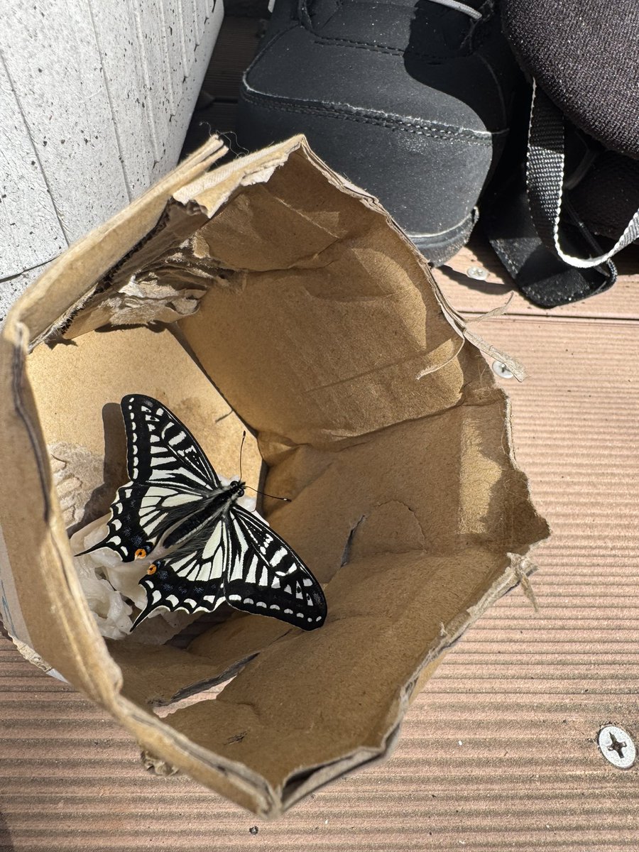 RAZOR 衍龍 tweet media