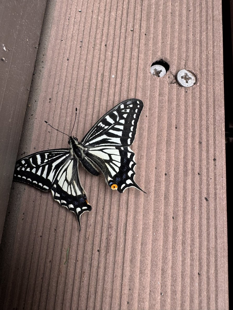 RAZOR 衍龍 tweet media