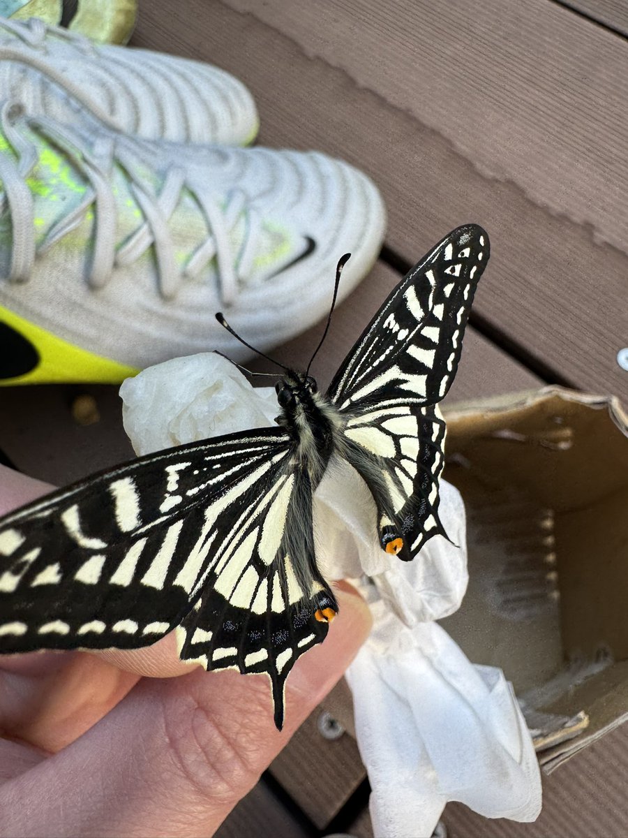 RAZOR 衍龍 tweet media