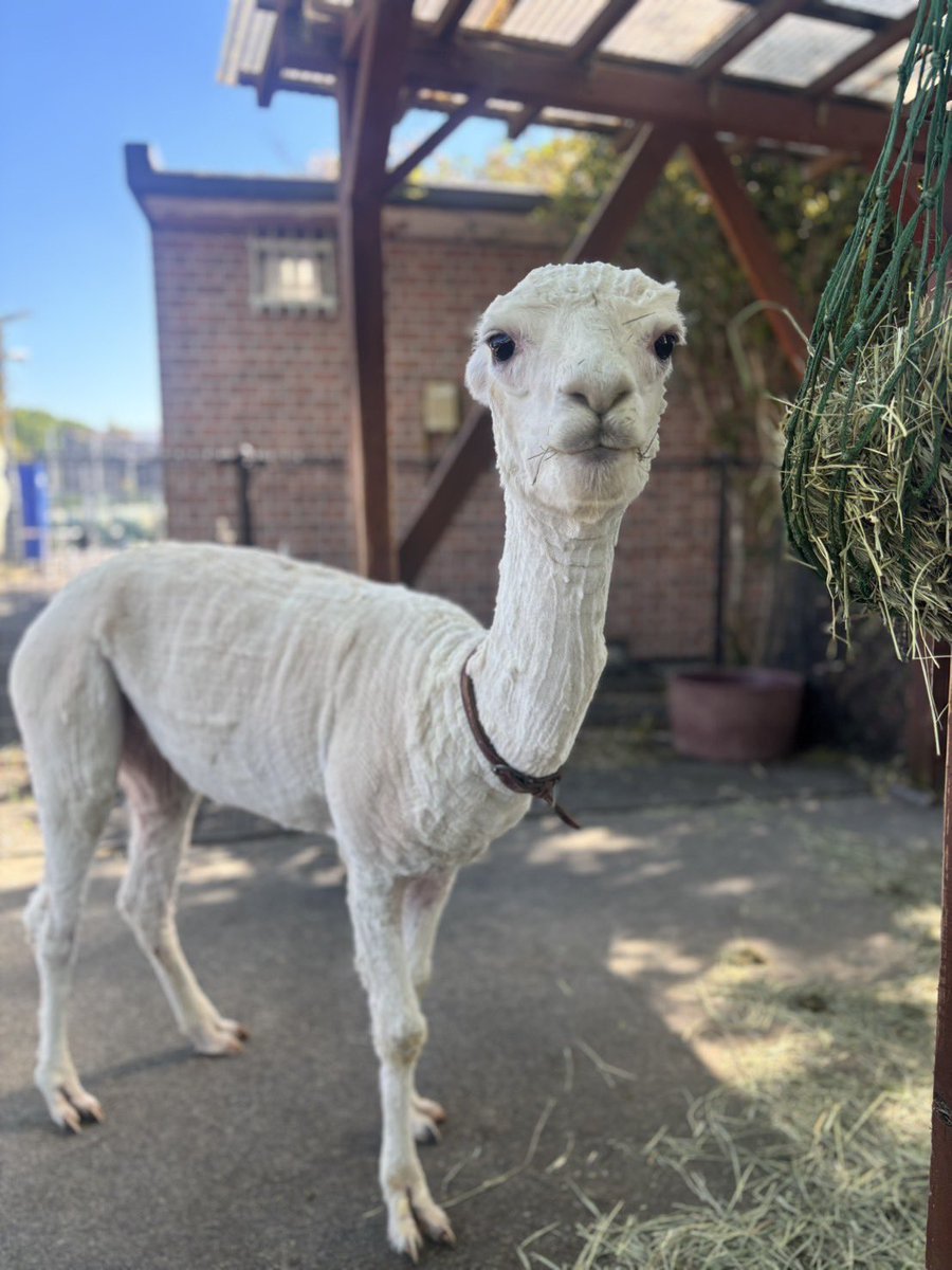 東武動物公園【公式】リュウくん tweet media