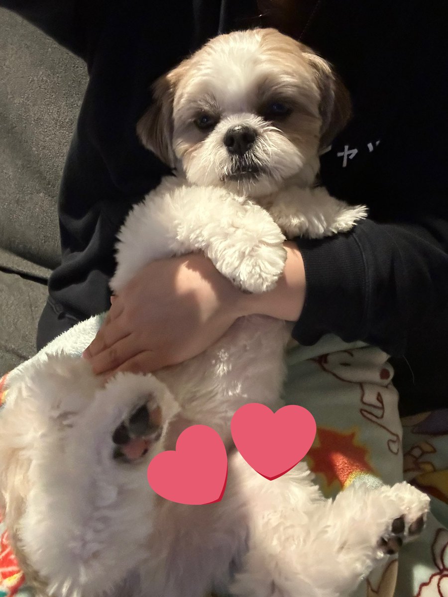 お散歩日和🐶☀️
朝からお友達のワンちゃん🐶と一緒にお散歩できてテンション爆アゲぷいたんでした😌
(写真は昨日の眠たげぷいたん)

おはようございます☀️

#シーズー #犬好きさんと繋がりたい