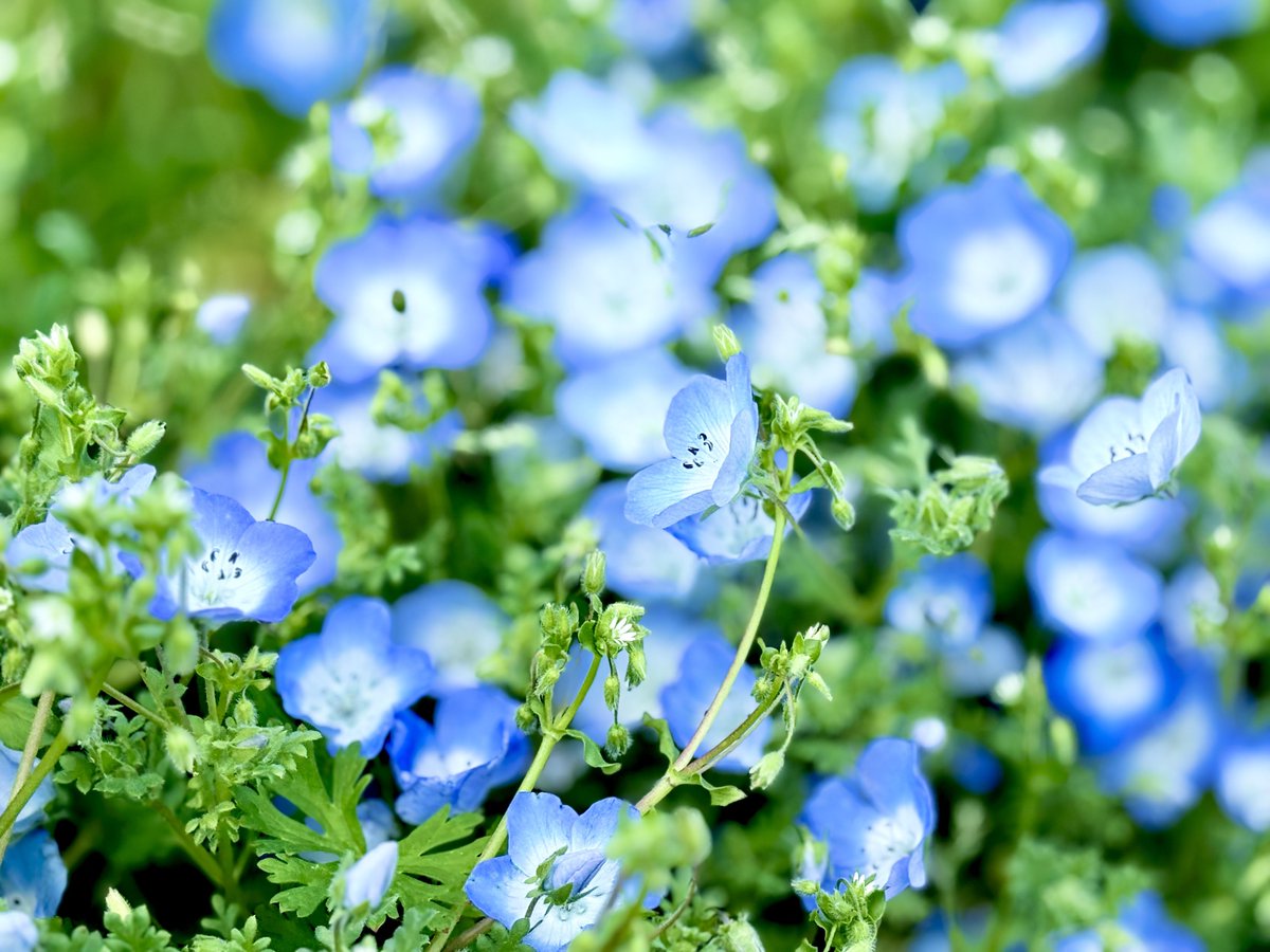 キャナリーヌ tweet media