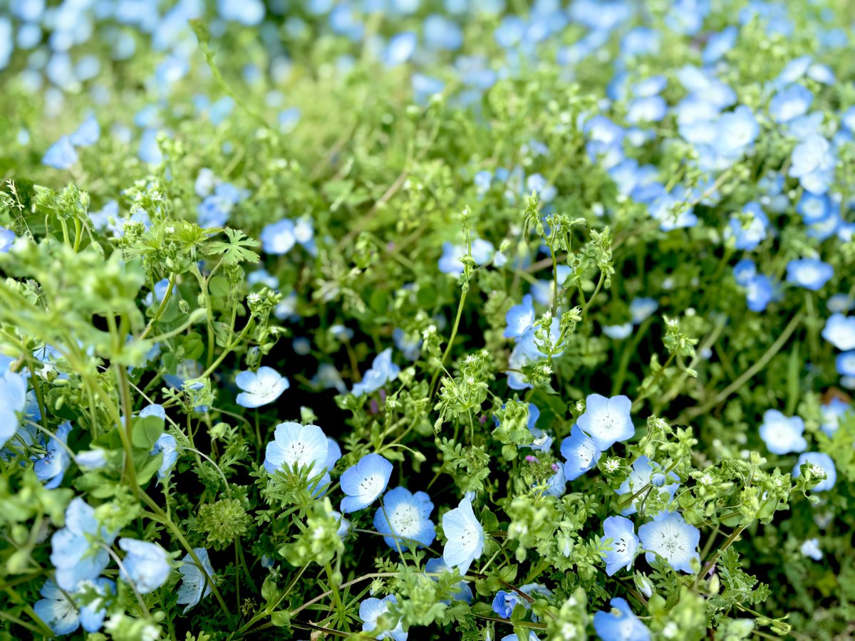 キャナリーヌ tweet media