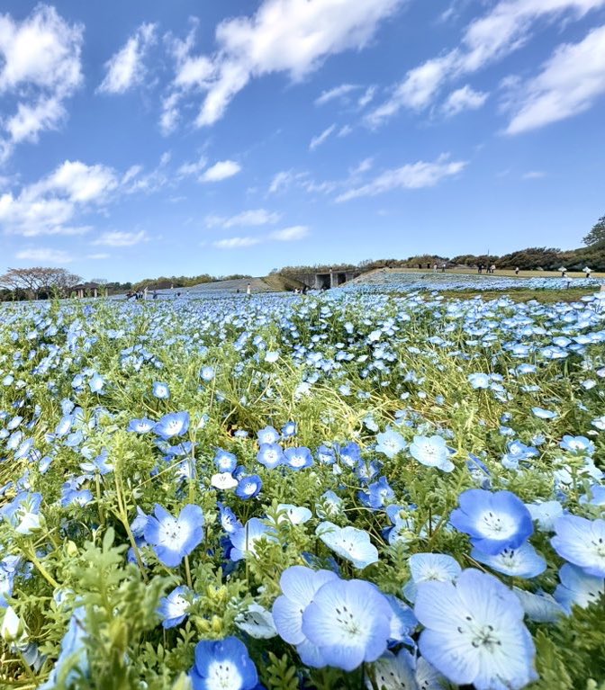 キャナリーヌ tweet media