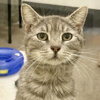 San Francisco SPCA tweet media