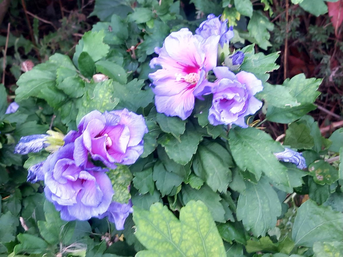 CAYMUSOCAUGHEY's tweet photo. @CAYMUSOCAUGHEY π¦
Random Rose Of Sharon
#Random #Flower #Flowers #WildFlowers #GardenFlowers #Nature #FlowersOfTwitter #Rose #Roses #Rosebud #Rosebuds #RoseBush #RoseBushes #RosesOfTwitter #LittleThingsMatter #RoseOfSharon https://t.co/g2aC143VCx