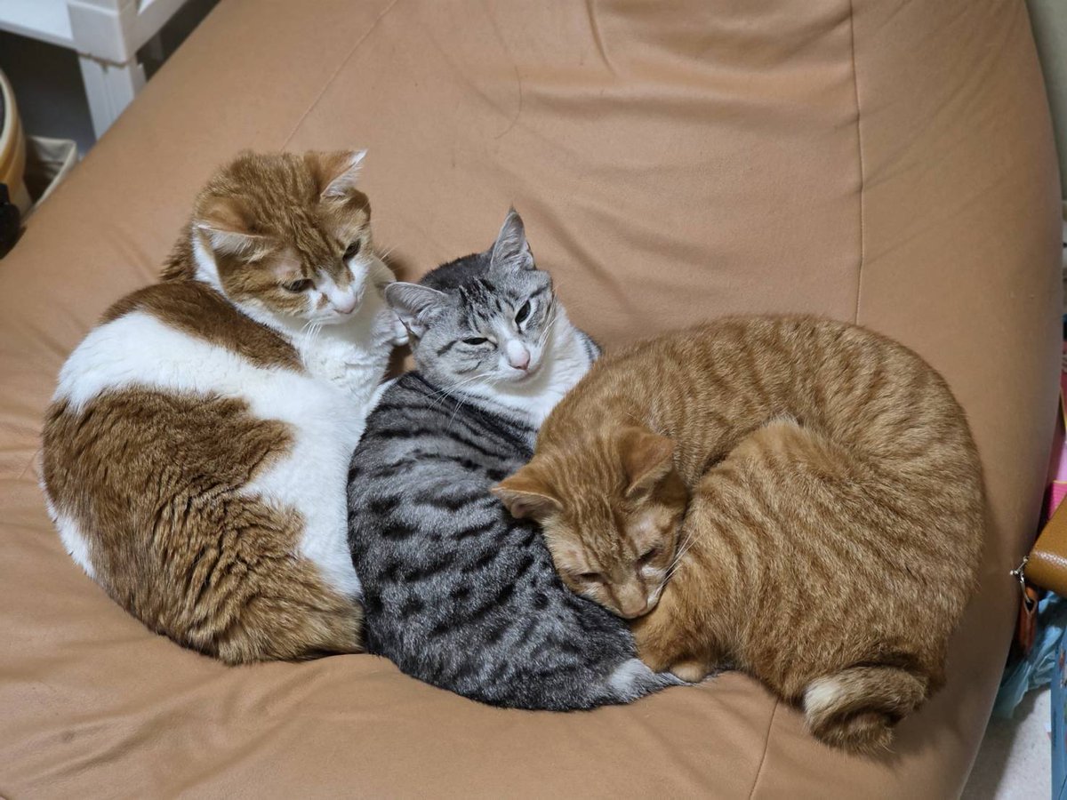BOW355's tweet photo. なのでデザインの構成は昔飼っていた子達は一番上にする事で空から見守ってる雰囲気をイメージし、今現在飼ってる子達はその下に来るように描いています。

#lithograph #lithography #artprint #版画 #リトグラフ #手彩色 #透明水彩絵具 https://t.co/2rYRgipN4q