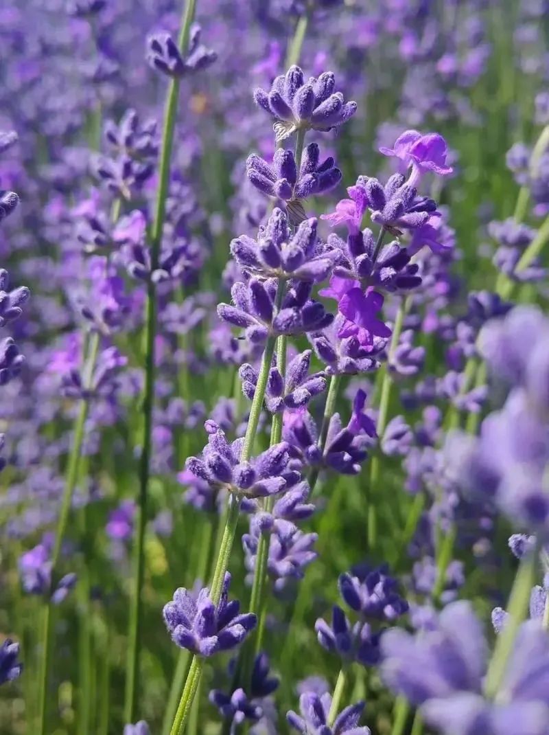 Sudhakar tweet media