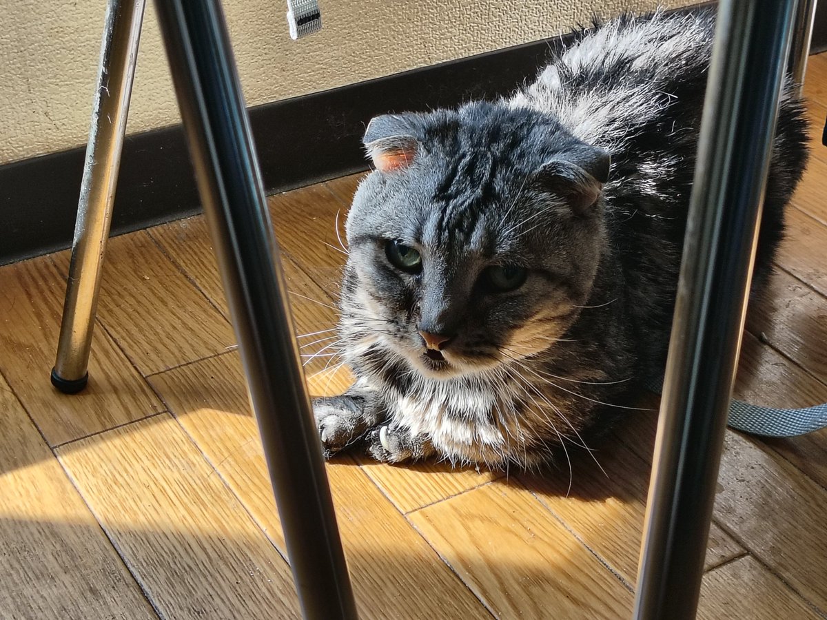 XELO(ぜろ) tweet media