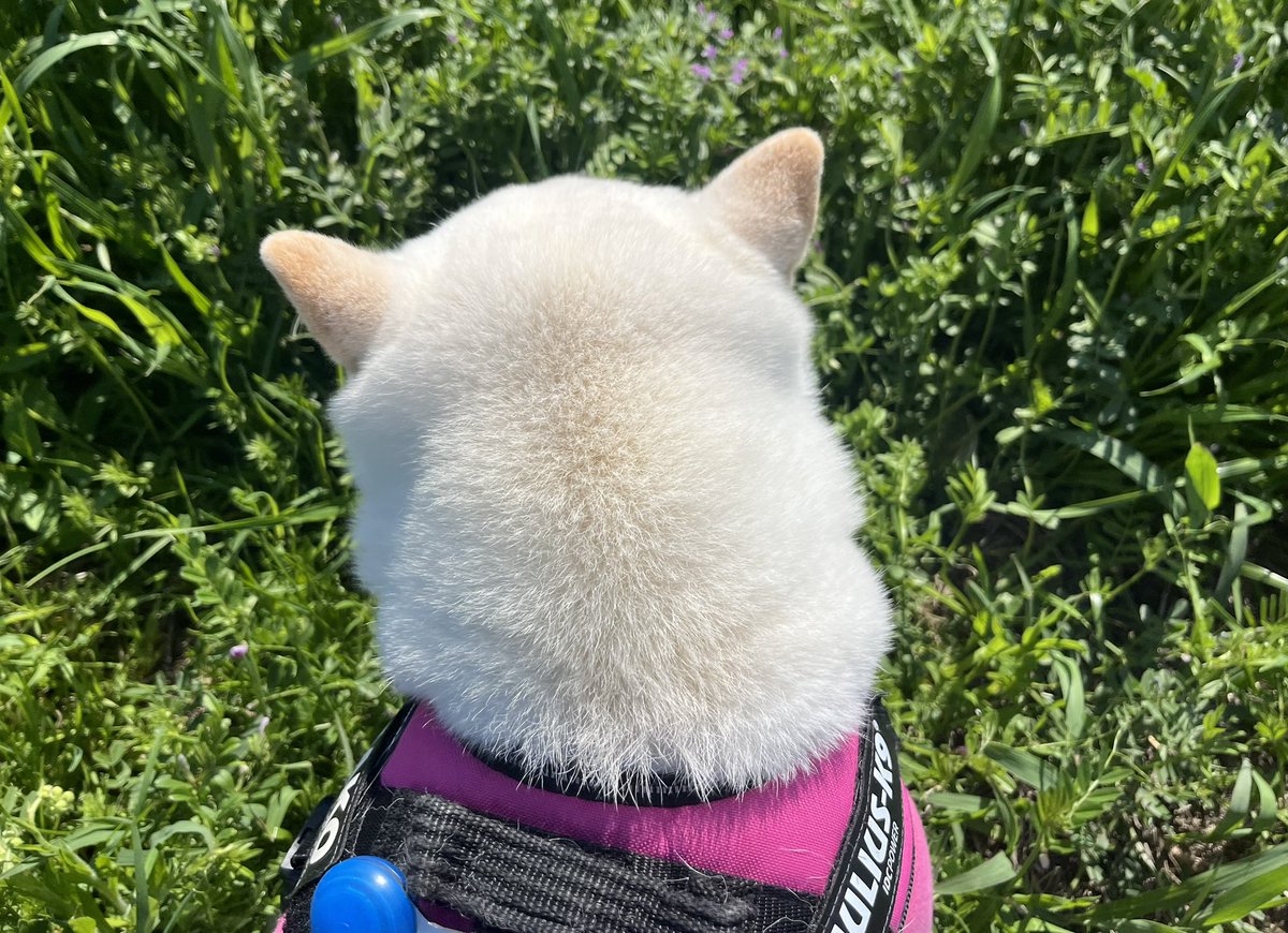 加藤あやの🐶🐁/かとうあやの tweet media