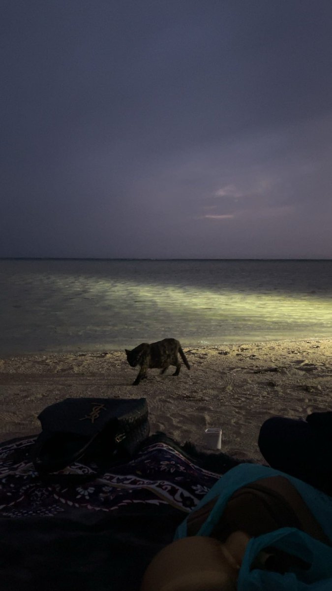 نـجـم⋆ tweet media