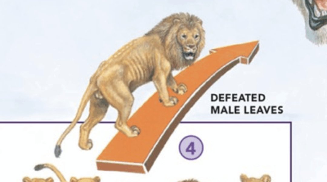 Rwwaarrr Groyper tweet media