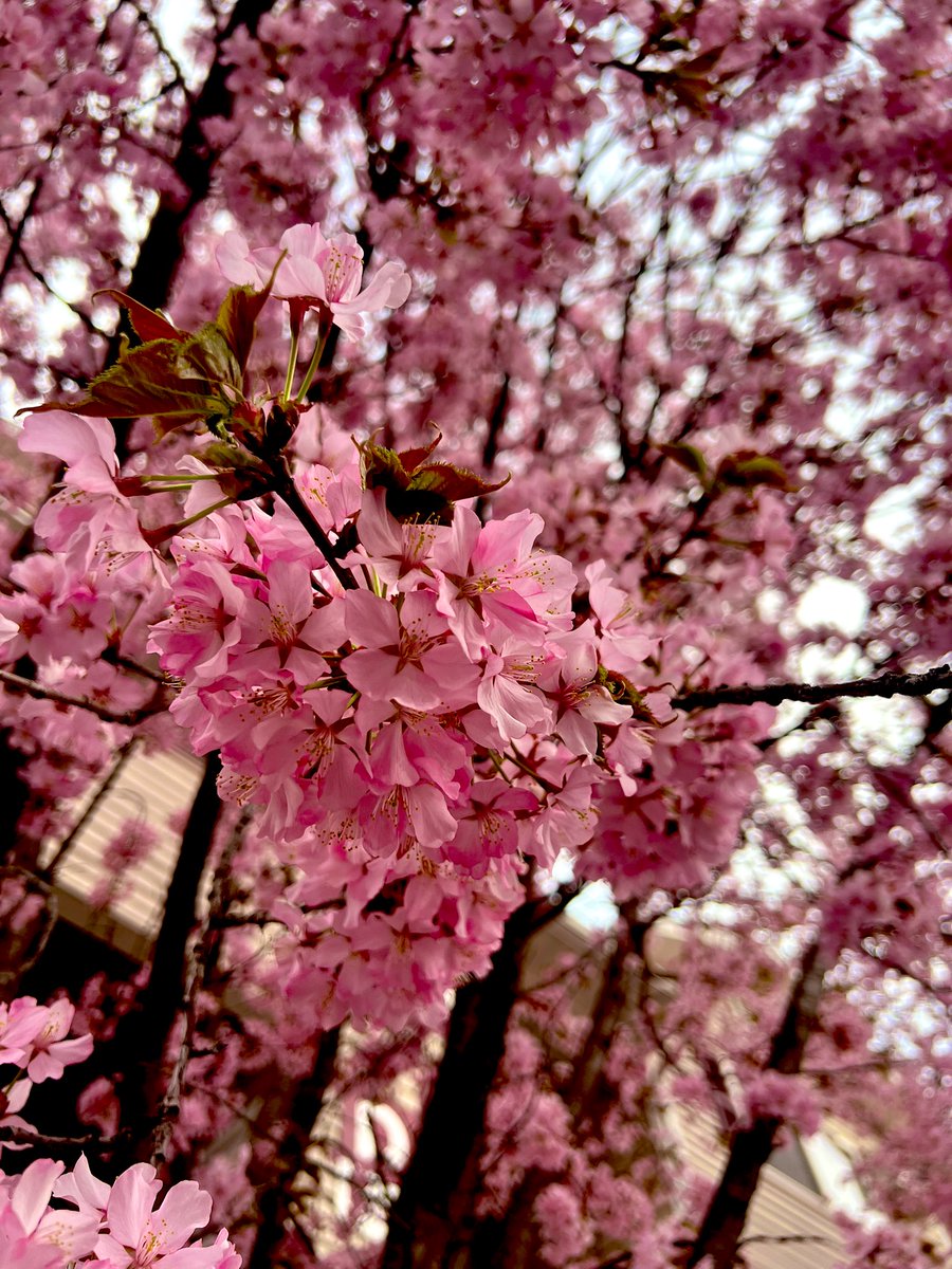 🦇𝕃𝕪𝕕𝕚𝕒 ⱄⰔ .• 𝔣𝔩𝔬𝔯𝔞𝔩 𝔤𝔥𝔬𝔲𝔩 •. Ⱄⱄ tweet media