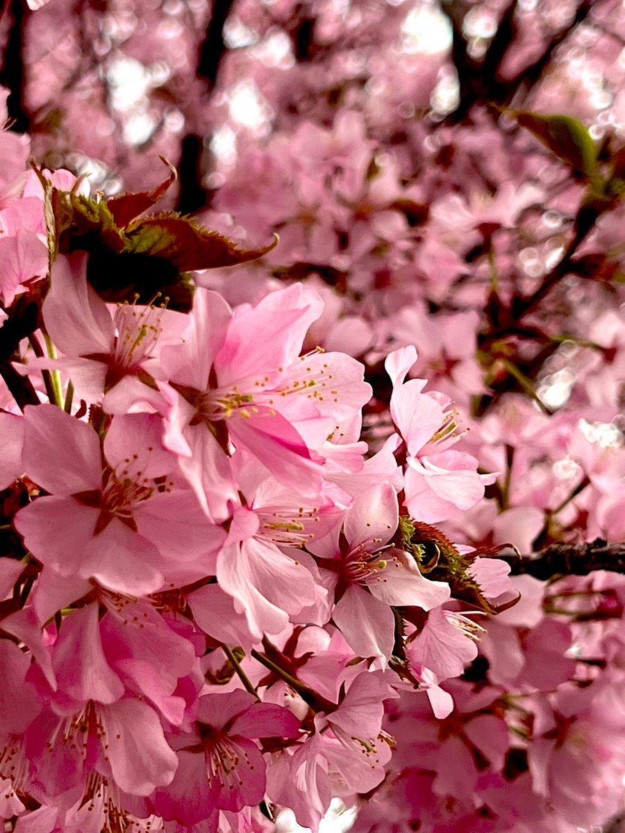 🦇𝕃𝕪𝕕𝕚𝕒 ⱄⰔ .• 𝔣𝔩𝔬𝔯𝔞𝔩 𝔤𝔥𝔬𝔲𝔩 •. Ⱄⱄ tweet media