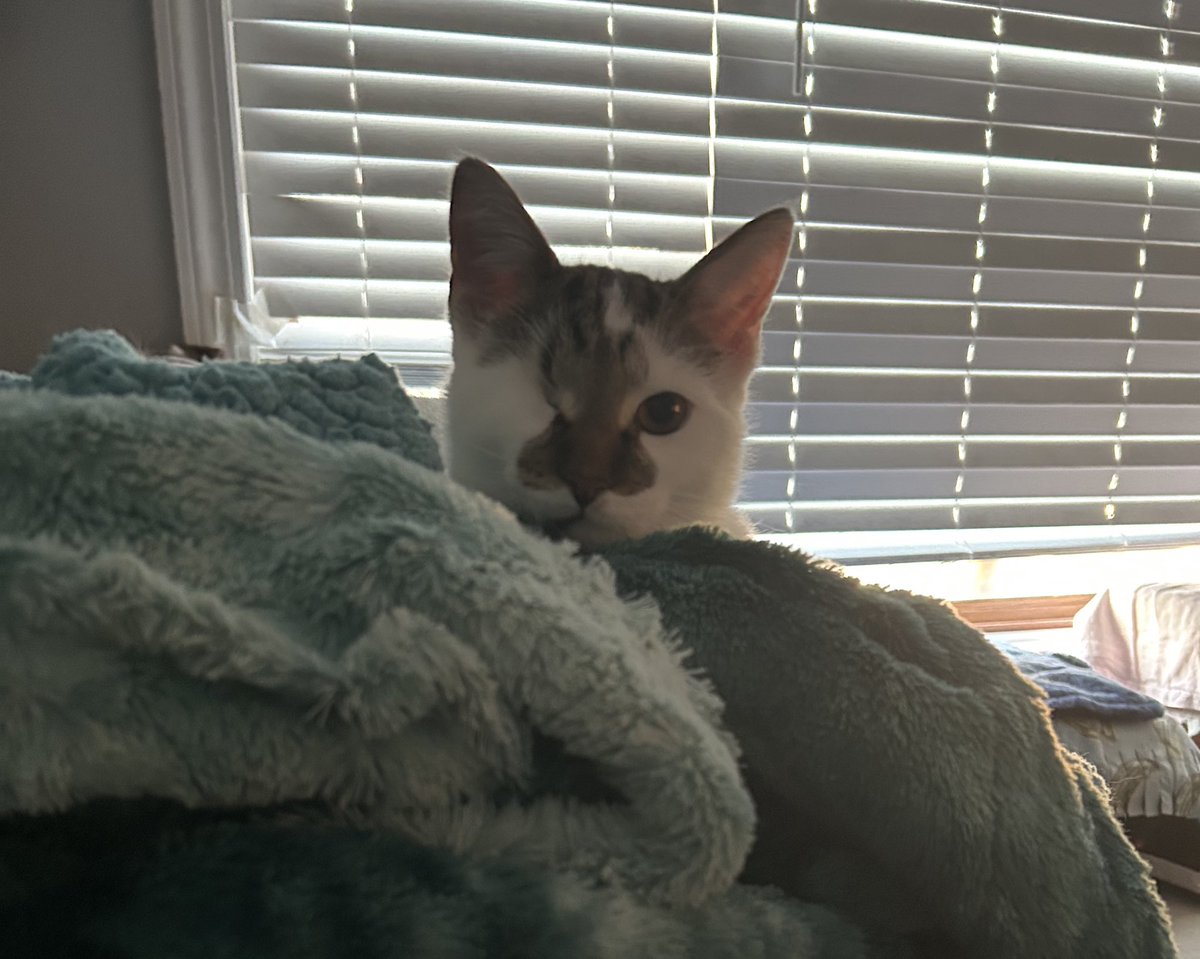 kittyLuvsHorror's tweet image. I am being spied on.😁😂😂 Meet one eyed Wedgie. ❤️ #CatLife #AdoptAShelterCat #AdoptDontShop