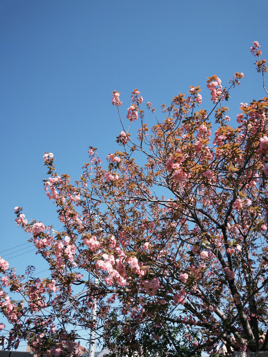 makuri65's tweet photo. 今年度も、お茶の水、市谷、横浜、吉祥寺、名古屋で授業を担当します。
高3卒は来週水曜から。

八重桜はもうちょいで見頃かな。 https://t.co/BT8fBqk1bo