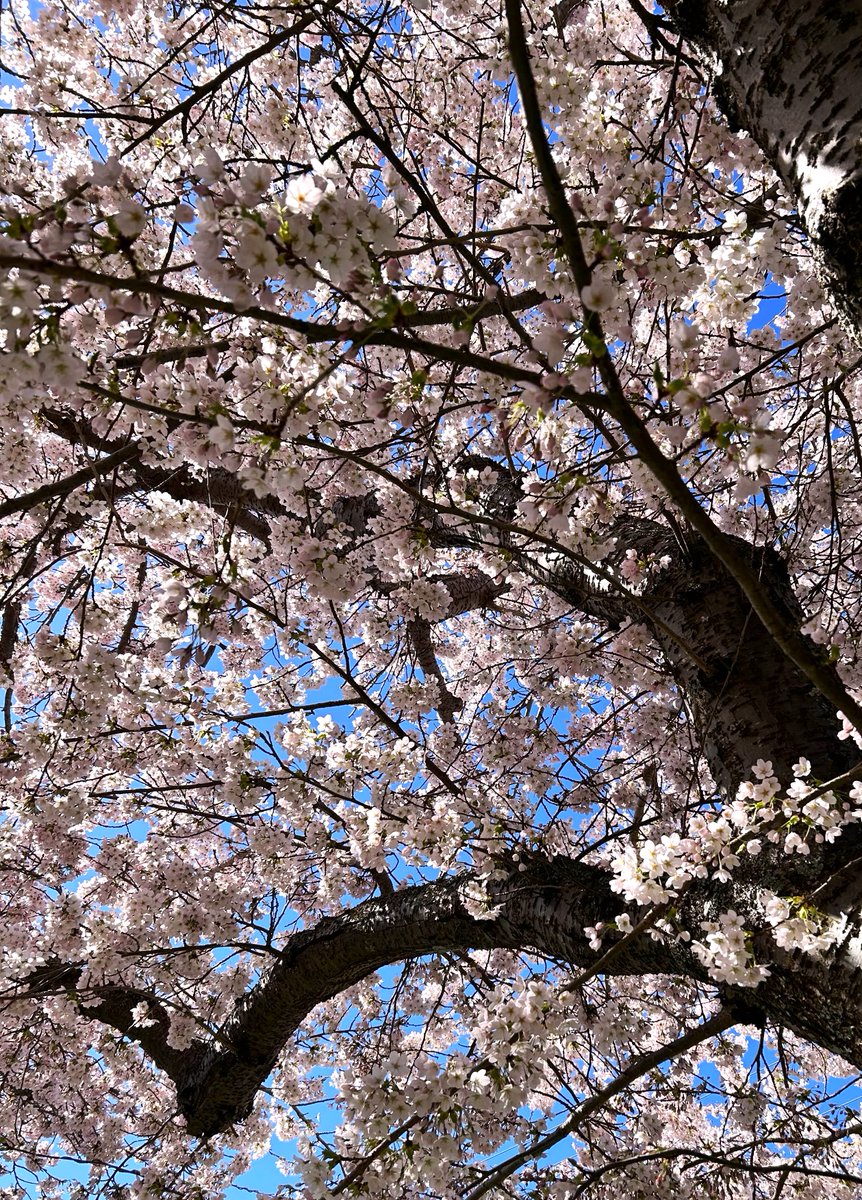 shachi 🌼 tweet media